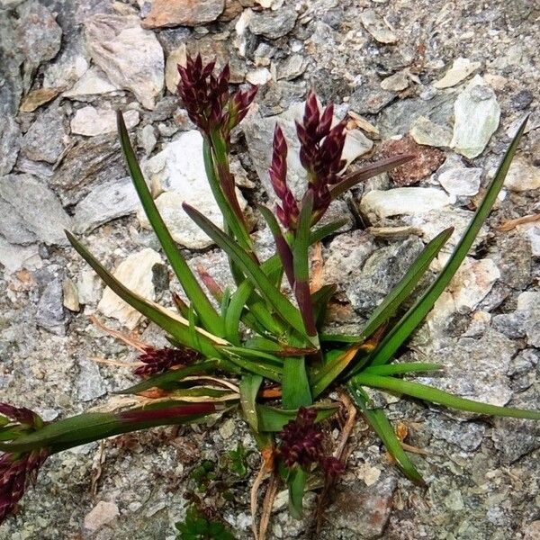 Poa alpina Flors