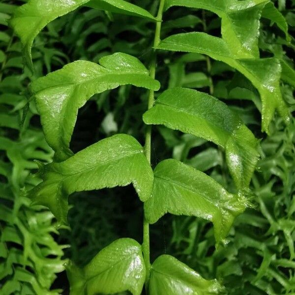 Nephrolepis falcata Leaf