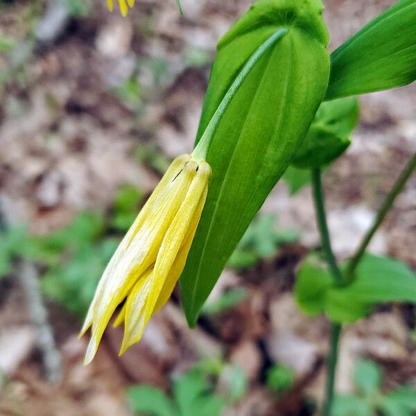 Uvularia grandiflora Virág