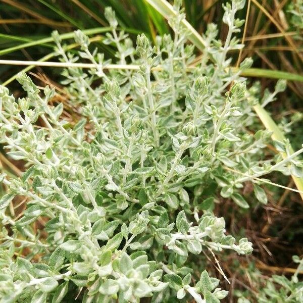 Teucrium marum Leaf