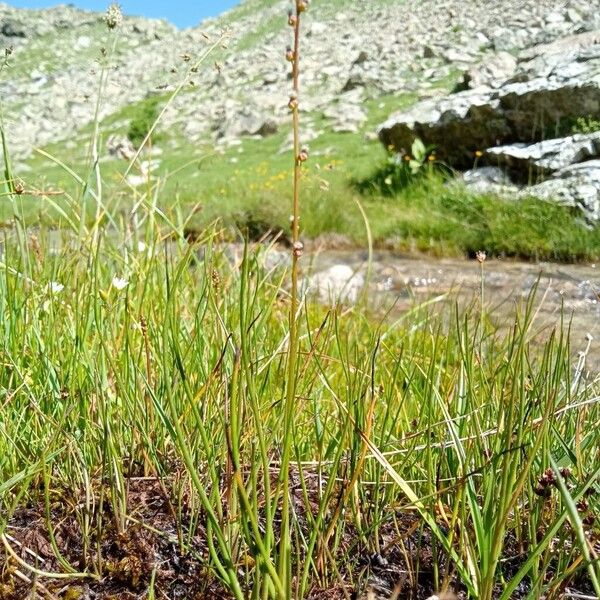 Triglochin palustris Habit