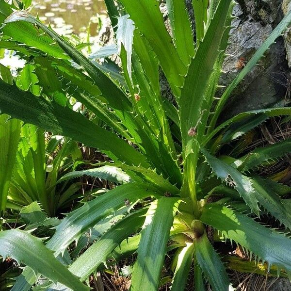 Eryngium agavifolium Ліст