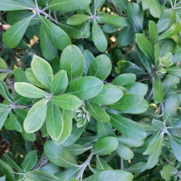 Pittosporum crassifolium Leaf