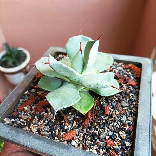 Agave isthmensis