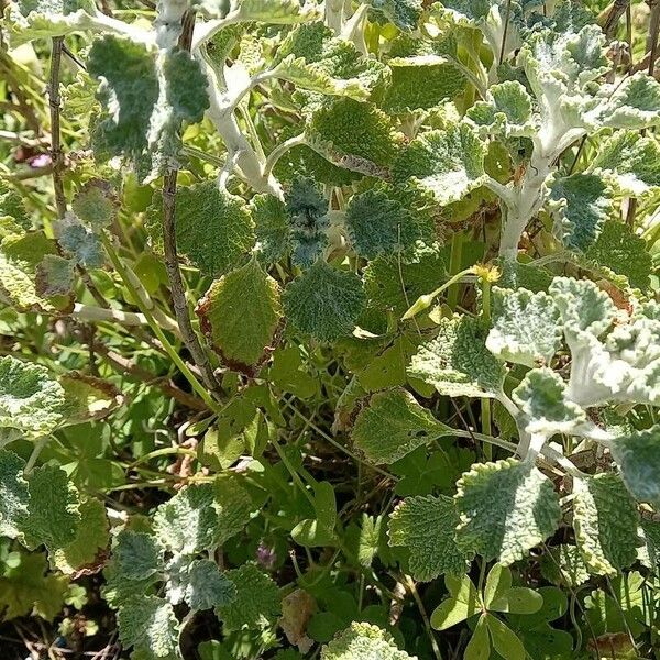 Marrubium vulgare Blad