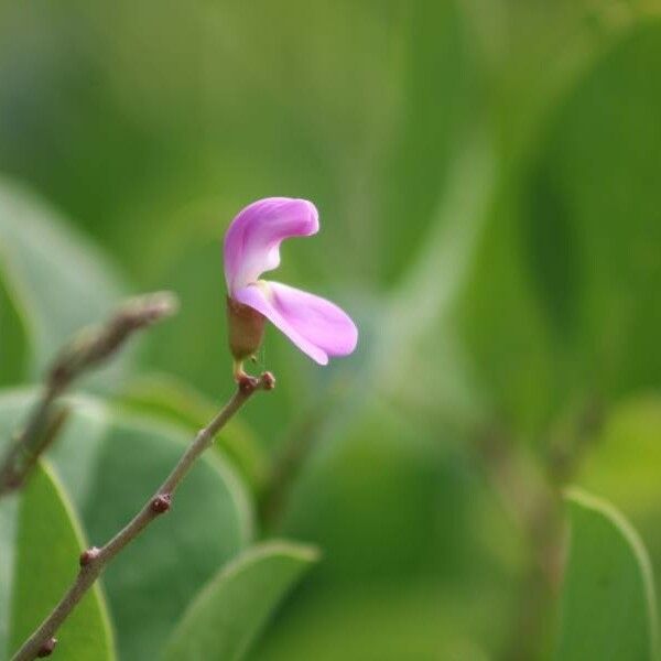 Canavalia rosea പുഷ്പം