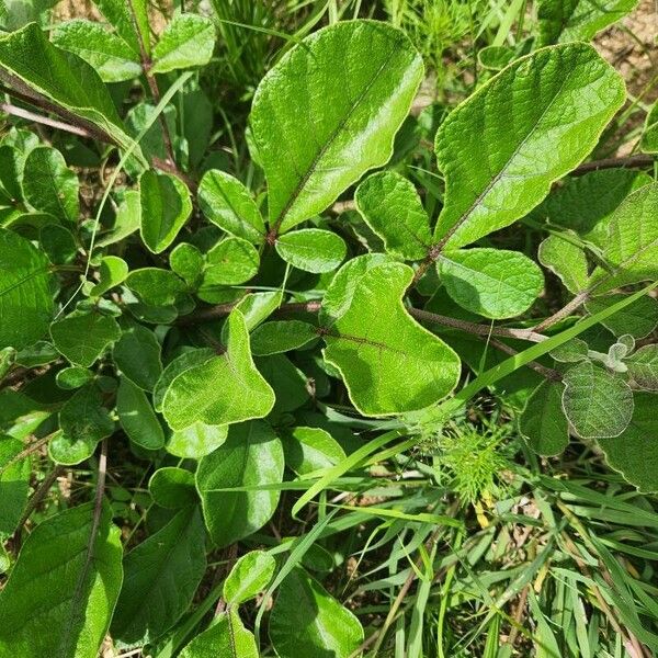 Lannea triphylla Blad