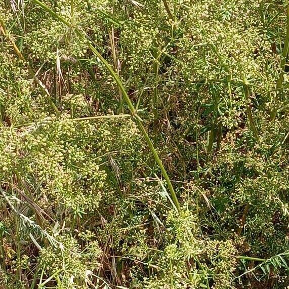 Galium mollugo Habit