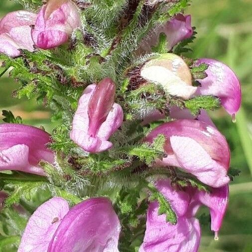 Pedicularis gyroflexa Flor