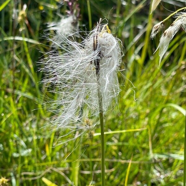 Eriophorum angustifolium Cvet