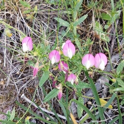 Ononis cristata Flower