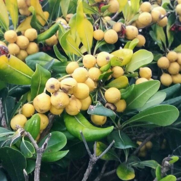 Pittosporum tobira Fruit