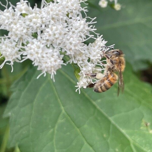 Ageratina altissima फूल