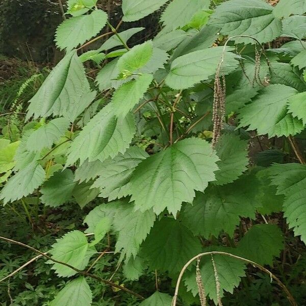 Boehmeria platanifolia Habitat