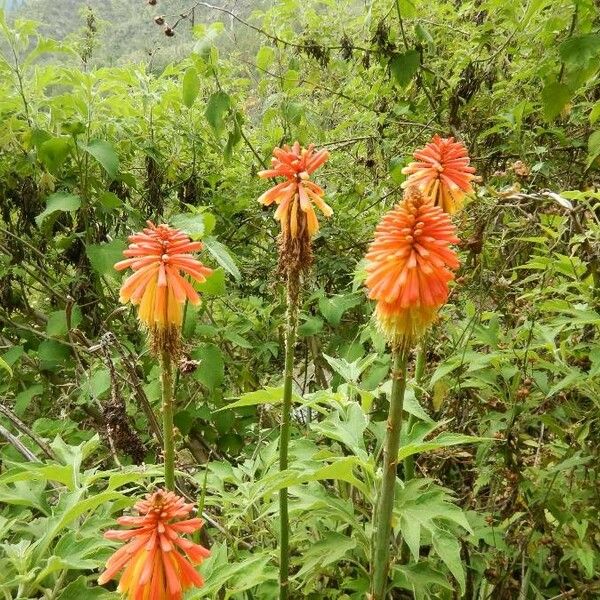 Kniphofia uvaria Цветок