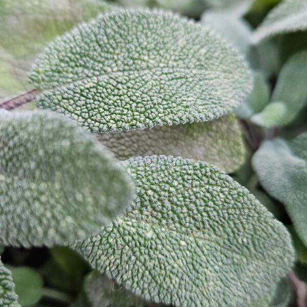 Salvia officinalis Leaf