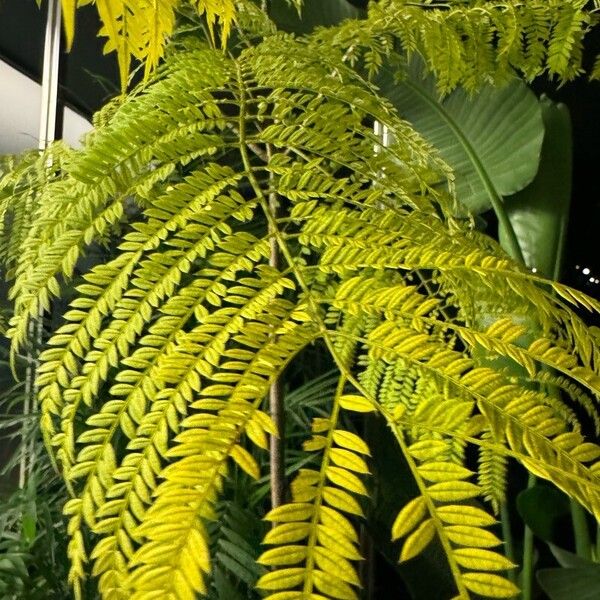 Jacaranda mimosifolia Leaf