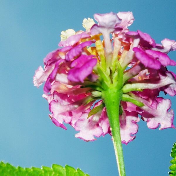 Lantana camara Flower