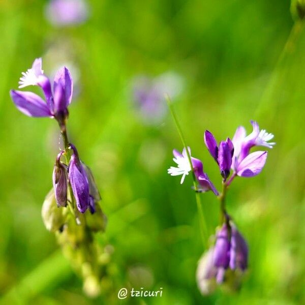 Polygala major Flower