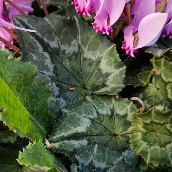 Cyclamen hederifolium Fuelha