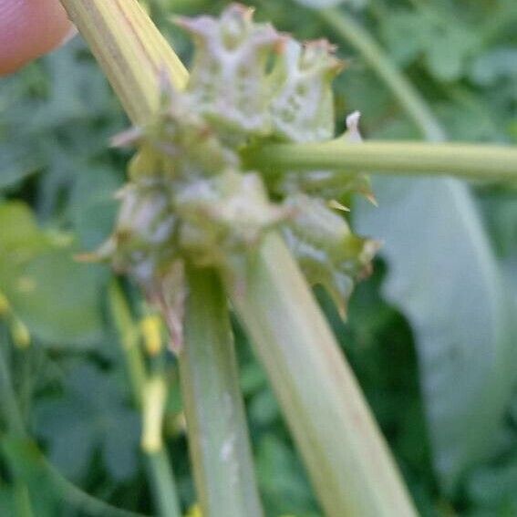 Rumex spinosus Altul/Alta