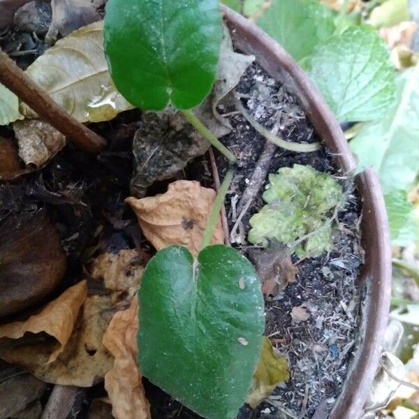 Dorstenia brasiliensis पत्ता