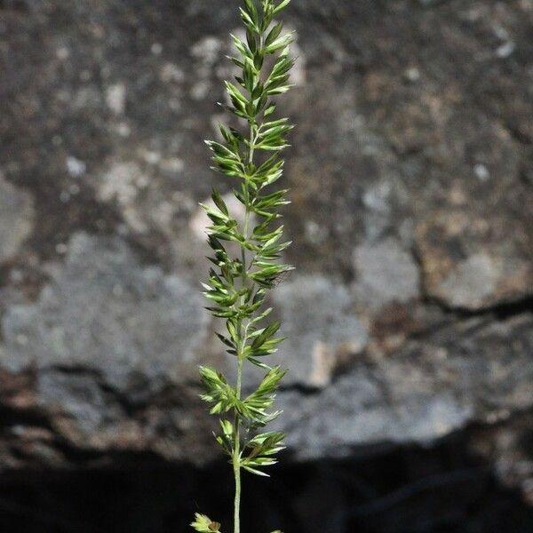 Koeleria macrantha 整株植物