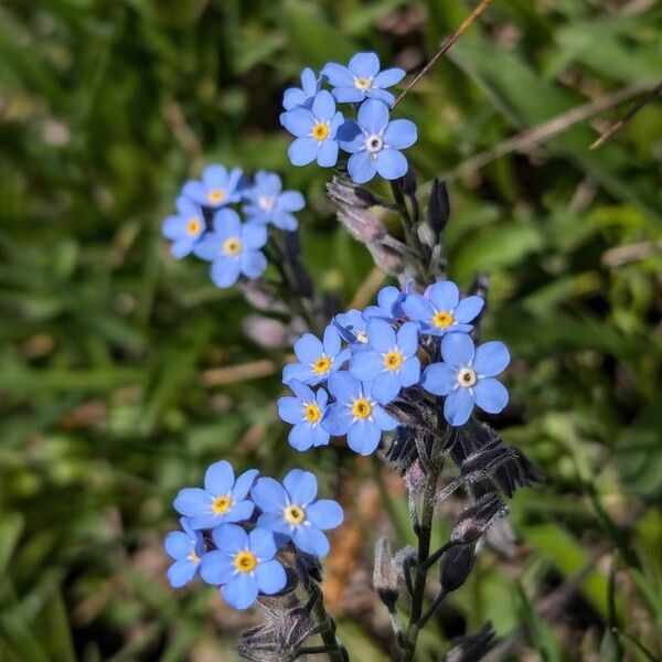 Myosotis alpestris Žiedas