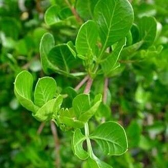 Searsia lucida Leaf