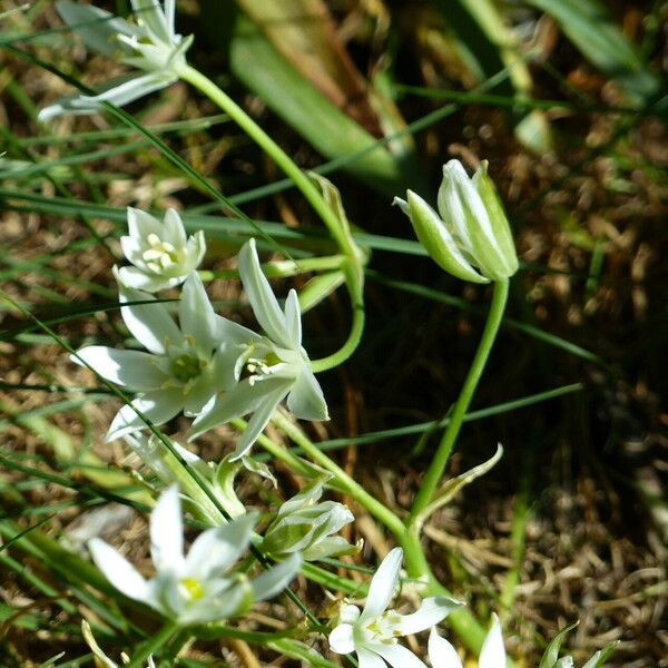 Ornithogalum orthophyllum Blüte