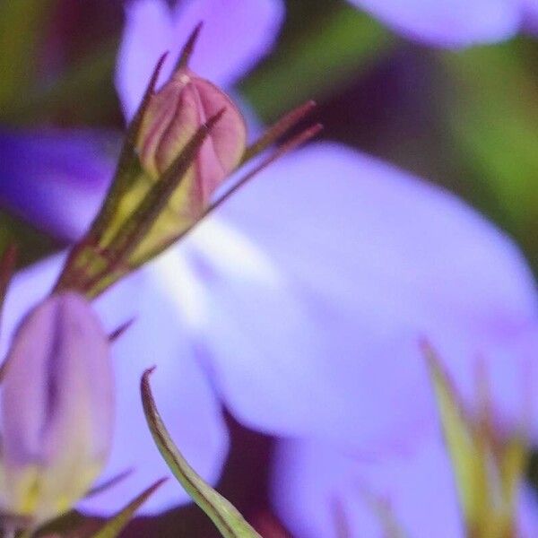 Lobelia erinus Övriga