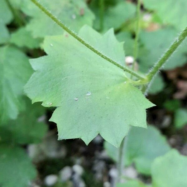 Saxifraga rotundifolia 葉
