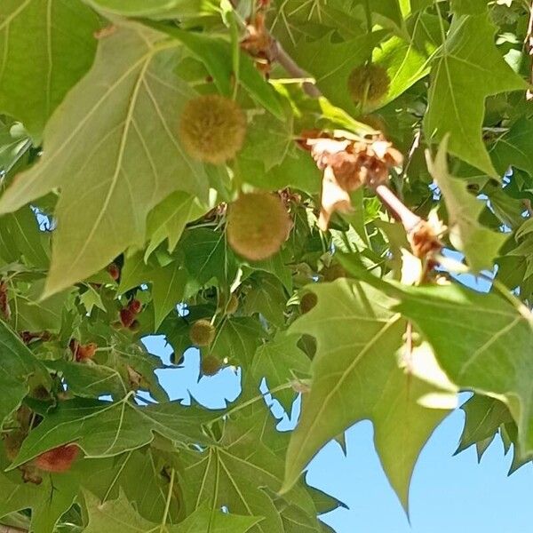 Platanus orientalis Gyümölcs