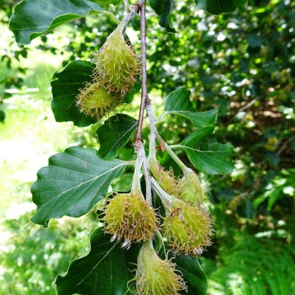 Fagus sylvatica Meyve