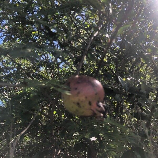 Punica granatum Fruitua