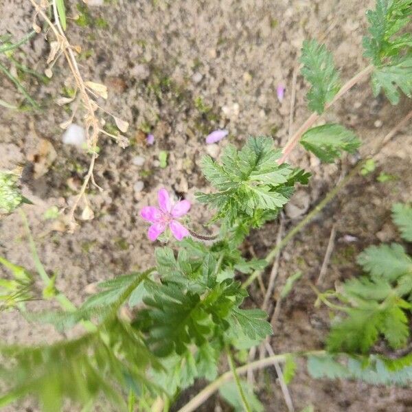 Erodium aethiopicum Floare