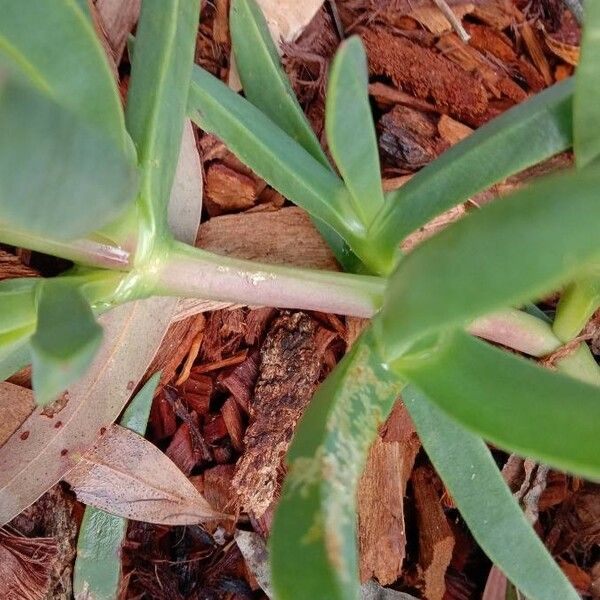 Carpobrotus glaucescens Bark