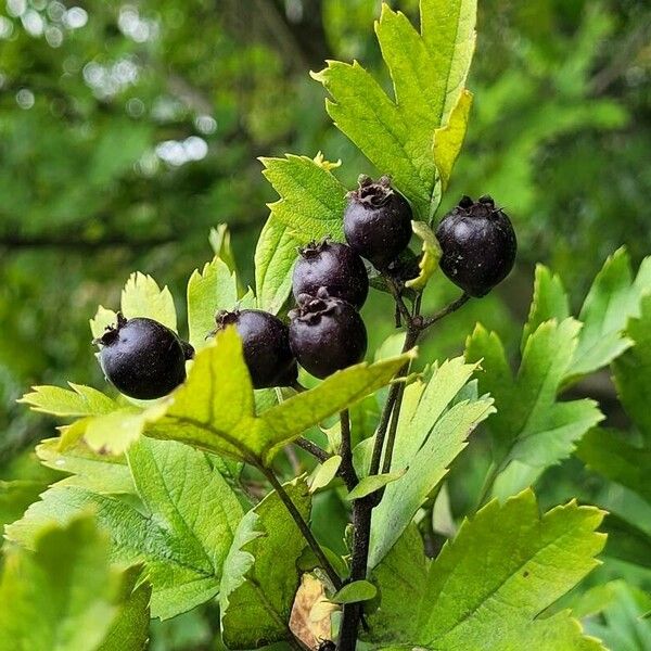 Crataegus pentagyna Meyve