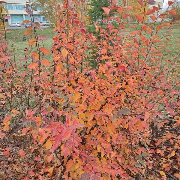 Cotoneaster acutifolius List