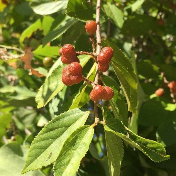 Grewia flavescens Плод