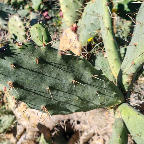 Opuntia elatior 叶