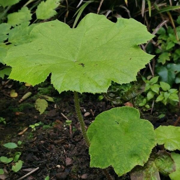 Astilboides tabularis Характер