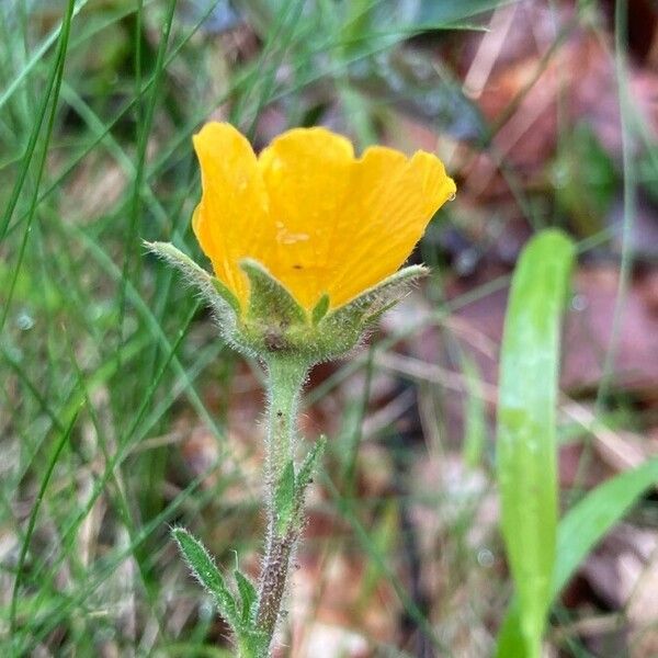 Geum sylvaticum Flor