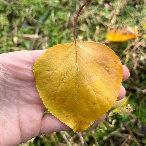 Prunus armeniaca Hoja