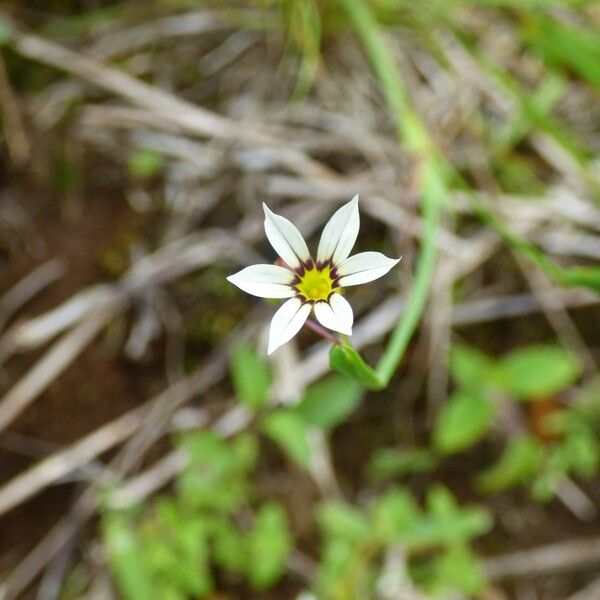 Sisyrinchium micranthum Kukka