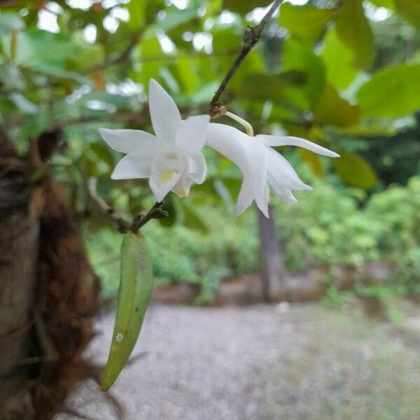 Dendrobium crumenatum Blüte