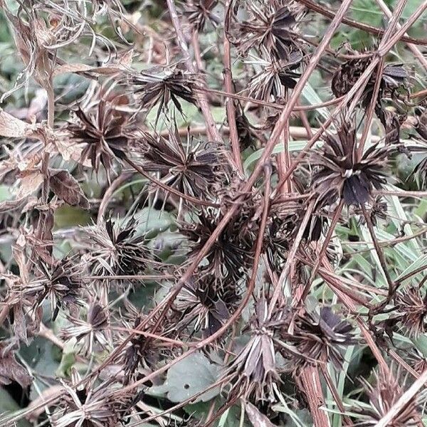 Bidens tripartita Fruit