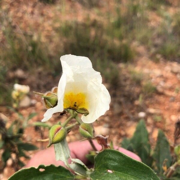 Cistus laurifolius Цвят