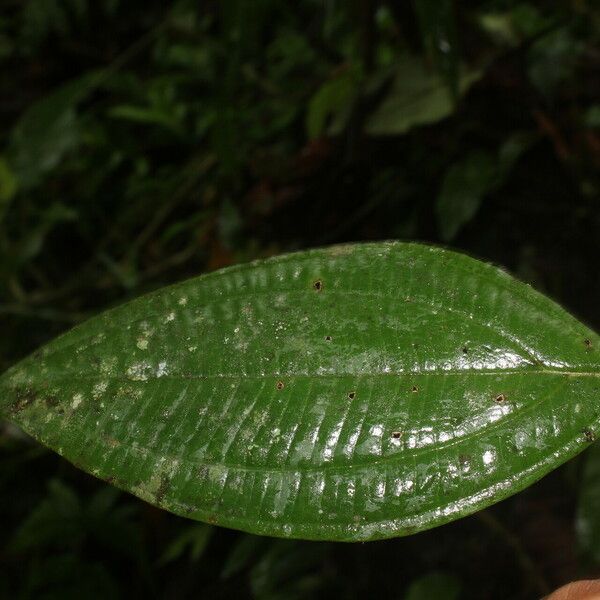 Miconia ligulata Leht