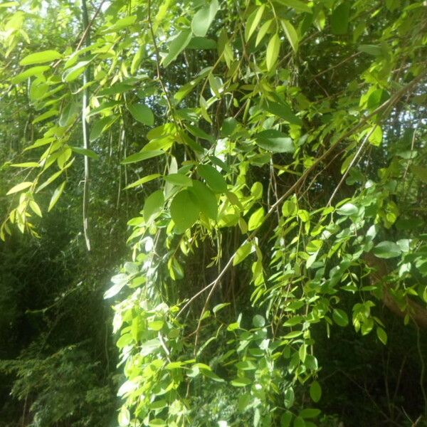 Pterocarpus lucens Агульны выгляд